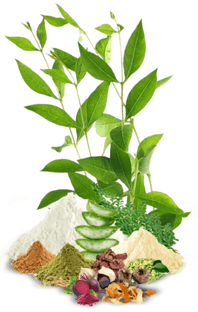 Henna Products Exporter Henna Products Exporter